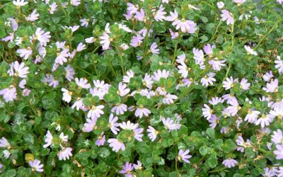 Scaevola ‘Mauve Clusters’