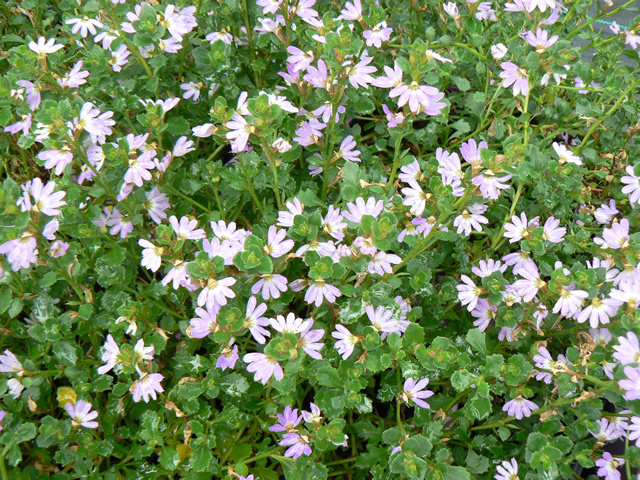 Scaevola ‘Mauve Clusters’