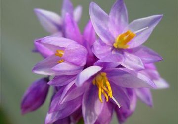 Sowerbeae juncifolia ‘Vanilla Lily’