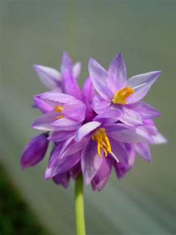 Sowerbeae juncifolia ‘Vanilla Lily’