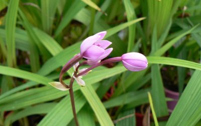 Spathoglottis Paulinaea