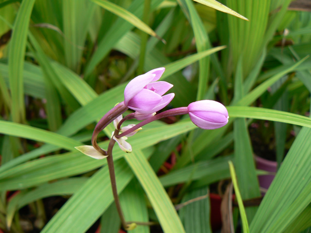 Spathoglottis Paulinaea