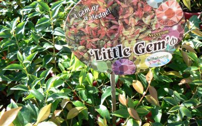 Syzygium ‘Little Gem’