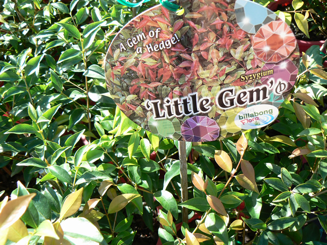 Syzygium 'Little Gem