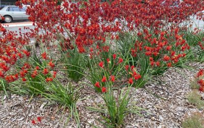 Anigozanthos Landscape Scarlet