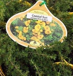 Pultenaea Coastal Sun