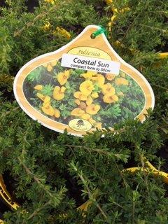 Pultenaea Coastal Sun