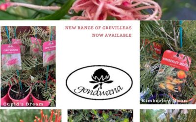 New Grevilleas from Kings Park Botanical Gardens