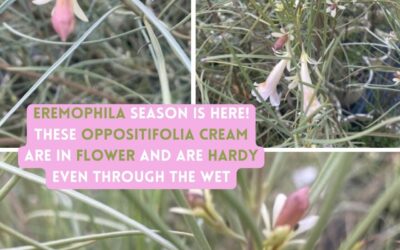 Eremophila oppositifolia Cream