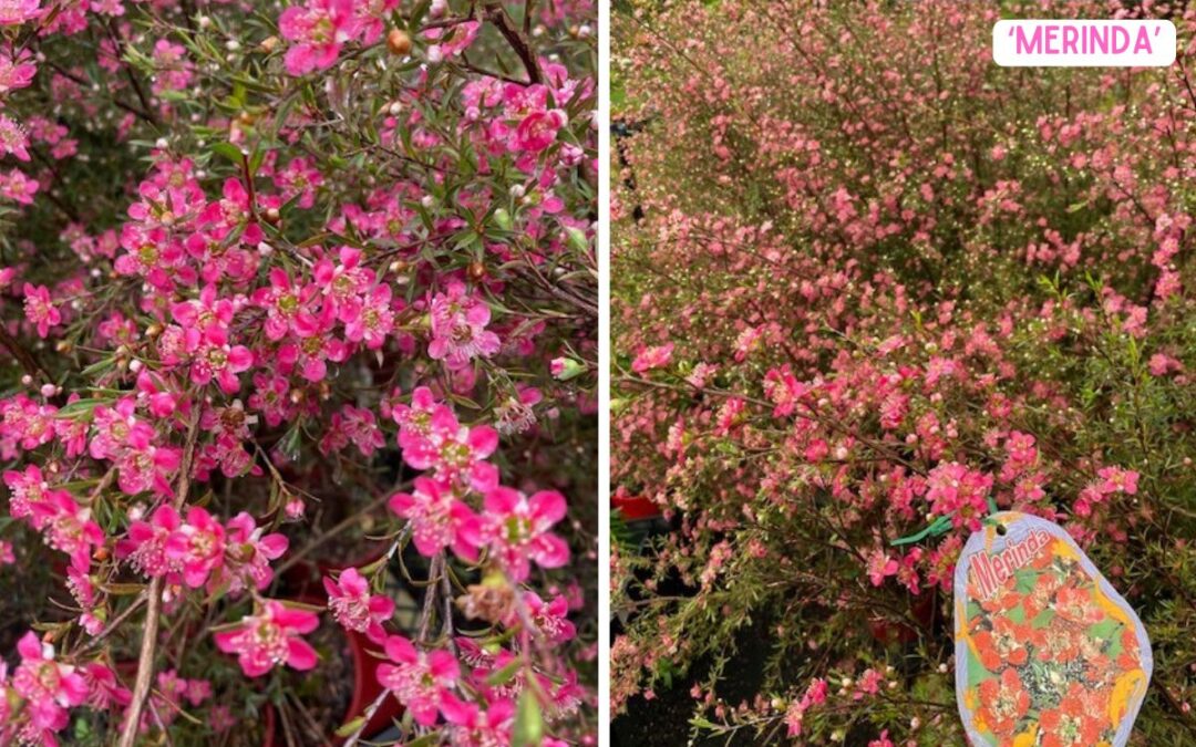 Leptospermum ‘Merinda’