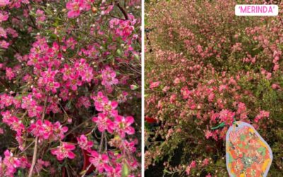 Leptospermum ‘Merinda’