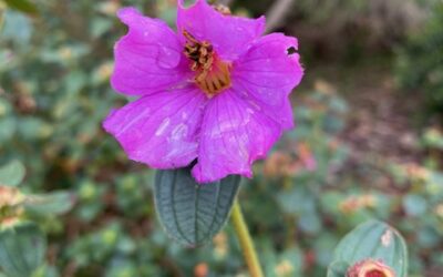 Osbeckia australiana