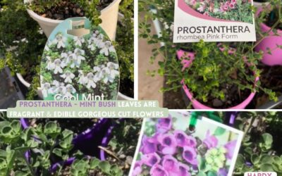 Prostanthera – Native Mint