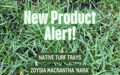 Zoysia macrantha ‘Nara’ NATIVE TURF