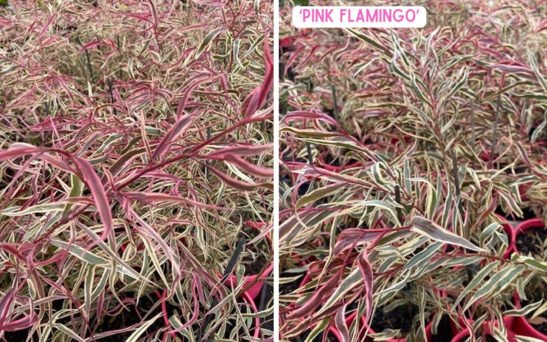 Agonis flexuosa ‘Pink Flamingo’