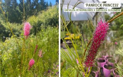 Grevillea ‘Panrock Princess’