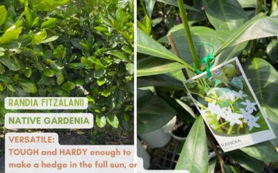 Randia fitzalanii ‘Native Gardenia’