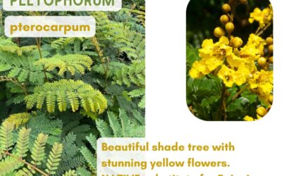 Peltophorum pterocarpum