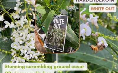 Hardenbergia violacea ‘White Out’