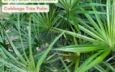 Livistona australis ‘Cabbage Tree Palm’