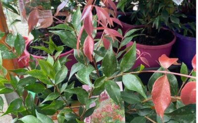 Syzygium ‘Little Denise’ DWARF