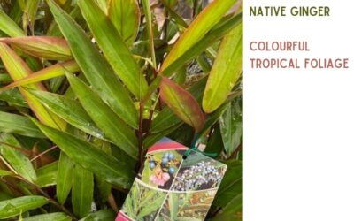 Alpinea modesta ‘Native Ginger’