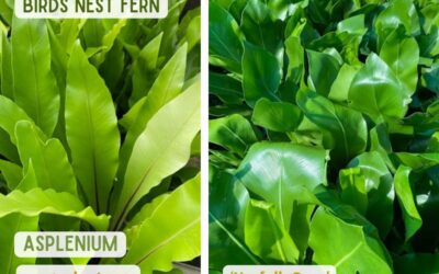 Asplenium – Bird Nest Fern