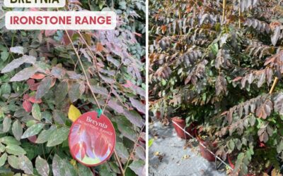 Breynia cernua ‘Ironstone Range’