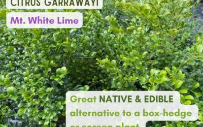 Citrus garrawayi ‘Mt. White Lime’