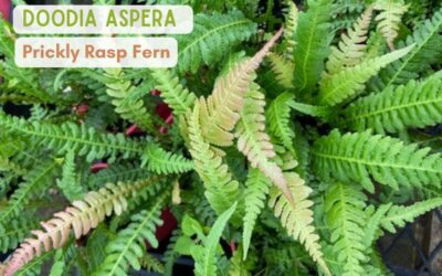 Doodia aspera ‘Prickly Rasp Fern’
