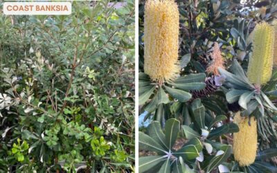 Banksia integrifolia